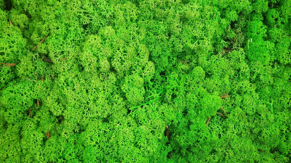 Lichen preserved - 5 kg - Grass green light