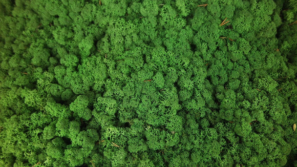 Lichen preserved - 2,5 kg - Forest green