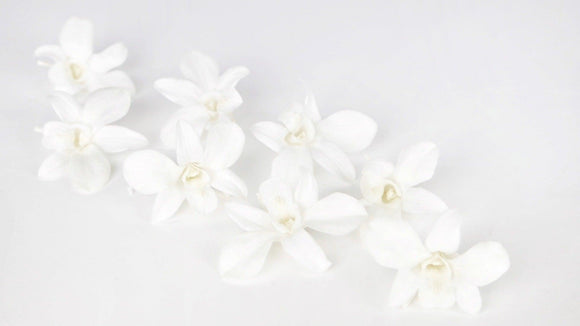 Orchid Dendrobium preserved Earth Matters - 8 heads - Pure white 010