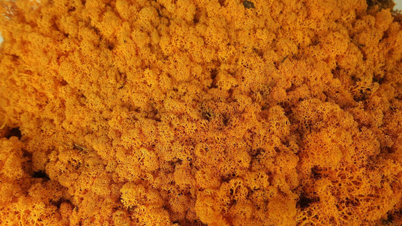 Lichen stabilisé - 5 kg - Orange