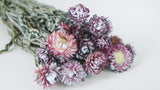 Strohblumen - 1 Strauß - Frost cassis - Si-nature