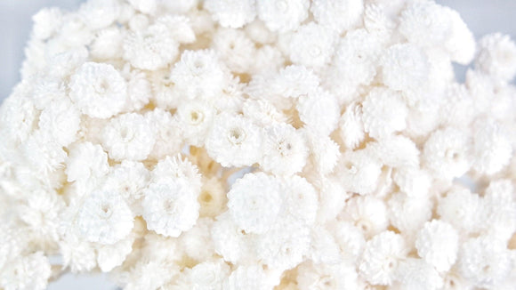 Immortelles italiennes séchées - 1 bouquet - Couleur naturelle Blanc