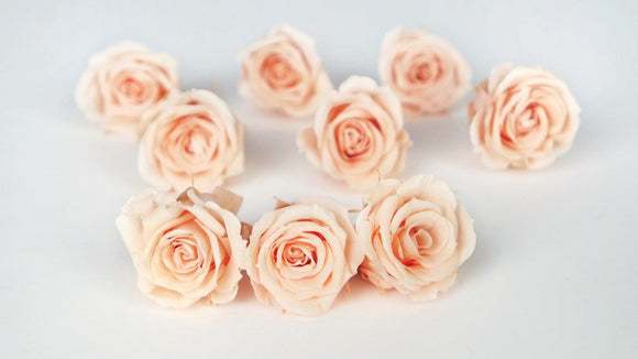Roses stabilisées Izumi Earth Matters - 9 têtes - Creamy peach 371