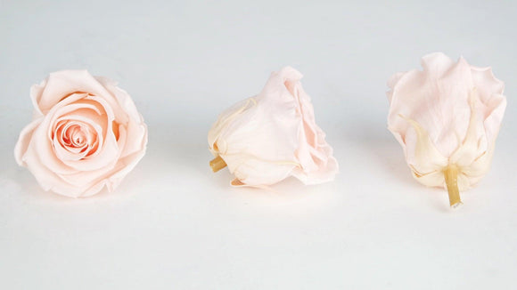Roses stabilisées 5 cm - 8 têtes - Porcelain pink