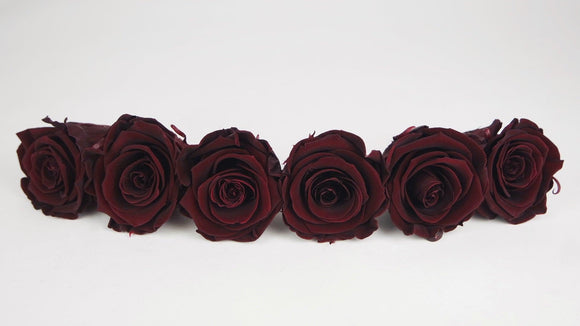 Preserved roses Kiara  6 cm - 6 rose heads - Burgundy