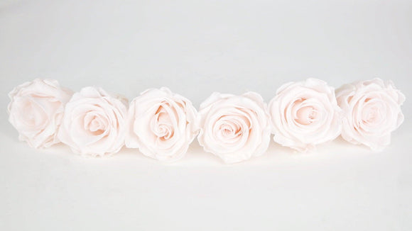 Roses stabilisées Kiara 6 cm - 6 têtes - Pink blush