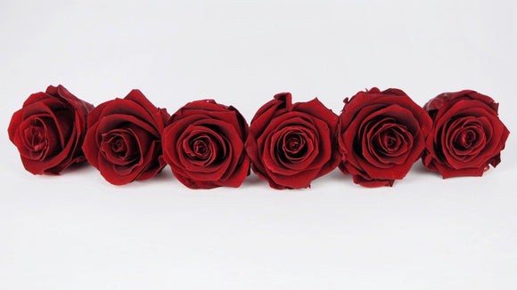 Roses stabilisées Kiara 6 cm - 6 têtes - Royal red