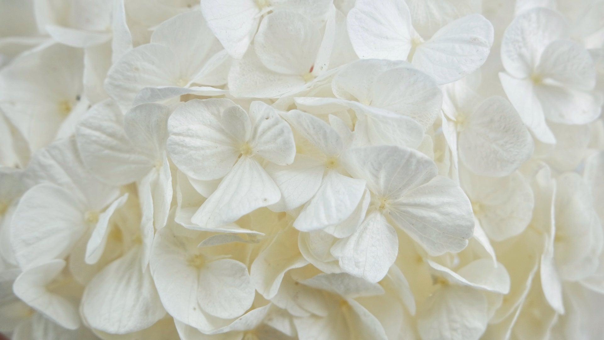Hortensia stabilisé : Un ajout idéal pour votre espace
