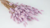 Lagurus seco - 1 manojo - lila