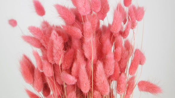 Bunny Tail Grass - 1 bunch - Pink