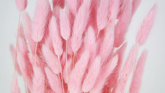 Bunny Tail Grass - 1 bunch - Light pink