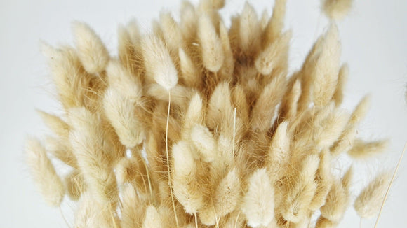 Bunny Tail Grass - 1 bunch - Natural colour