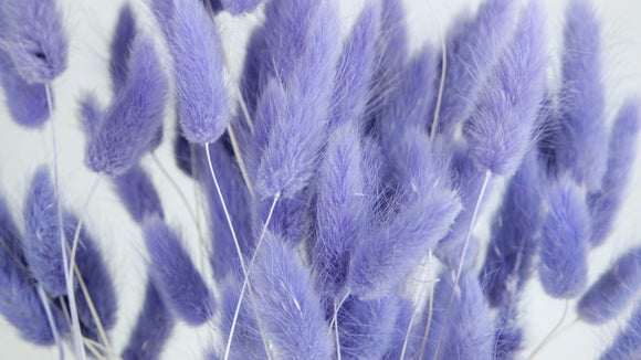 Bunny Tail Grass - 1 bunch - Purple