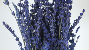 Stabilisierter Lavendel - 1 Bund - Blau - Si-nature