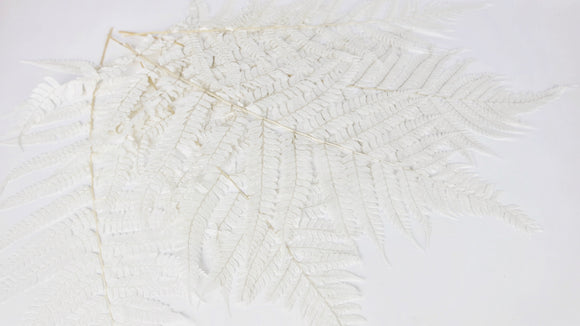 Helecho de cuero preservado 80 cm - 1 manojo - blanco
