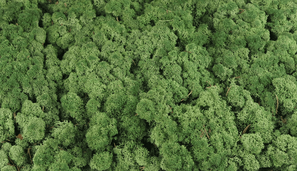Lichen preserved - 5 kg - Moss green