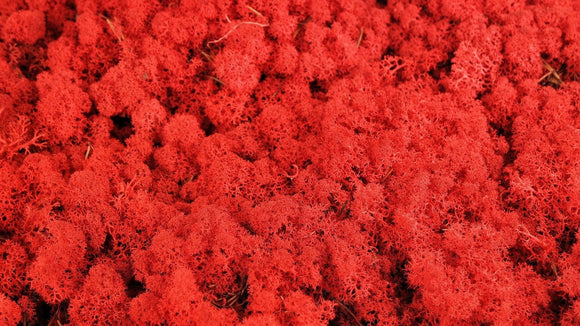 Lichen preserved - 5 kg - Red