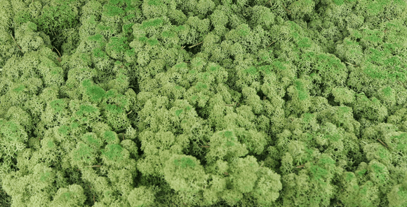 Lichen stabilisé - 2,5 kg - Vert moyen