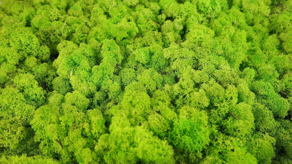 Lichen stabilisé - 2,5 kg - Vert printemps