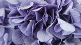 Konservierte Hortensie - 1 Kopf - Violett - Si-nature