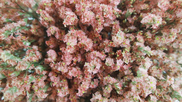 Dried limonium - 1 bunch - Natural colour coral