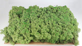 Lichen stabilisé - 2,5 kg - Vert moyen