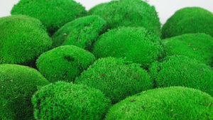 Konserviertes Kugelmoos - große Packung - Hellgrün - Si-nature