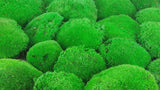 Konserviertes Kugelmoos - große Packung - Hellgrün - Si-nature