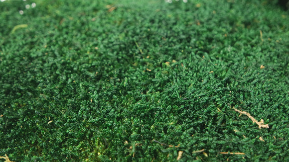 Mousse plate stabilisée - 500 g - Vert foncé