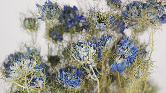 Fleurs de nigelle - 1 botte - Couleur naturelle bleu