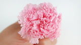 Nelken konserviert Kiara - 9 Stück - Bridal Pink - Si-nature