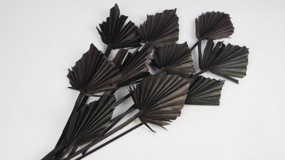 Palmes séchées mini - 10 tiges - Noir