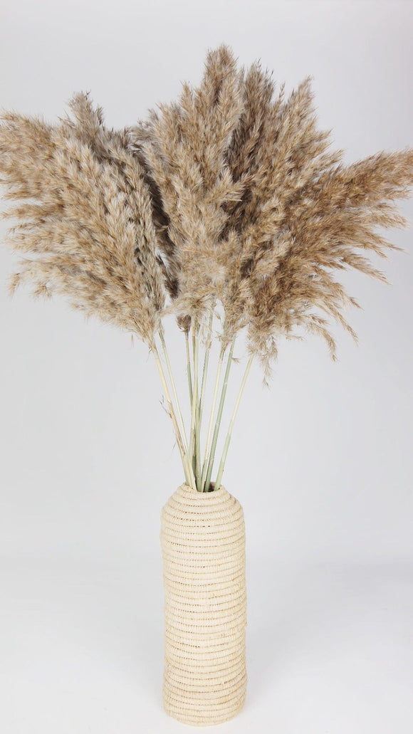 Dried Pampa Grass fluffy 75 cm - 10 stems - Natural colour
