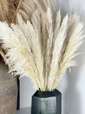 Pampa séchée fluffy plumeaux 60-70 cm - 5 tiges - Couleur naturelle
