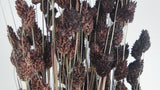 Phalaris getrocknet - 1 Bund - Deep brown - Si-nature