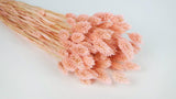 Phalaris getrocknet - 1 Bund - Porcelain pink - Si-nature