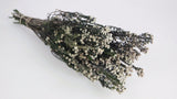Phylica konserviert - 1 Bund - Naturfarbe weiß - Si-nature