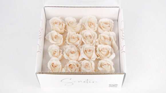 Preserved roses 1 cm - 16 heads - Pink champagne