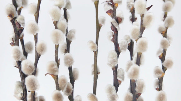 Chatons Salix séchés - 10 tiges - Couleur naturelle blanc