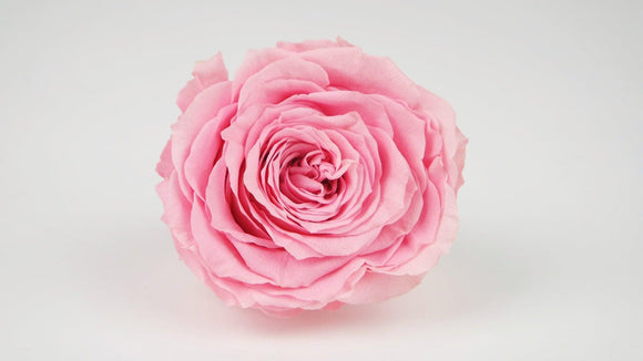 Rose stabilisée 8 cm - 1 tête - Rose