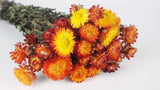 Strohblumen - 1 Bund - Naturfarbe Flamme - Si-nature