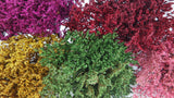 Tatarica séché - 1 bouquet - Fuchsia