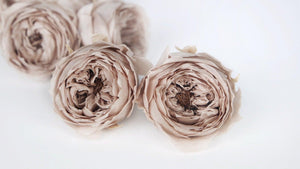 Englische Rosen konserviert Temari Earth Matters - 8 Köpfe - Pink beige 108 - Si-nature