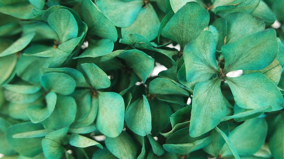 Hortensia stabilisé - 1 tête - Vert Turquoise