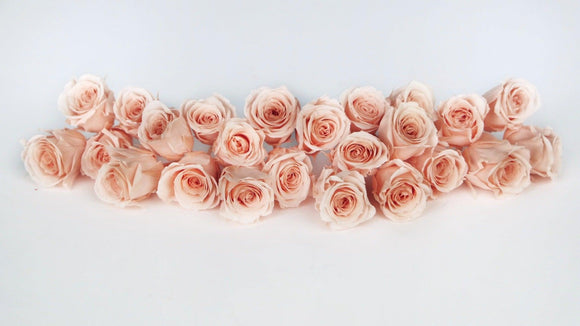 Roses stabilisées Vivian Earth Matters - 24 têtes - Creamy peach 371
