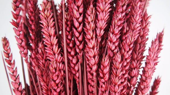 Weizen getrocknet - 1 Bund - Rot - Si-nature