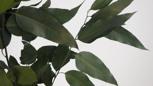 Eucalyptus Willow stabilisé - 1 botte - Kaki