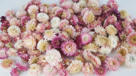 Strohblumen Köpfe - 200 g - Naturfarbe Hellrosa - Si-nature